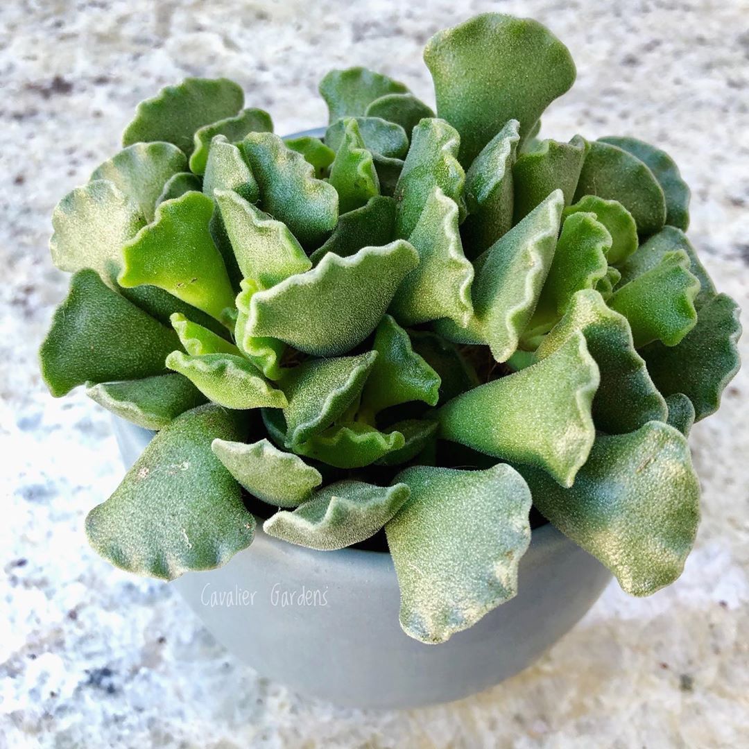 Photo of the plant species Pillow Feet Crinkle Leaf Plant on Greg, the plant care app