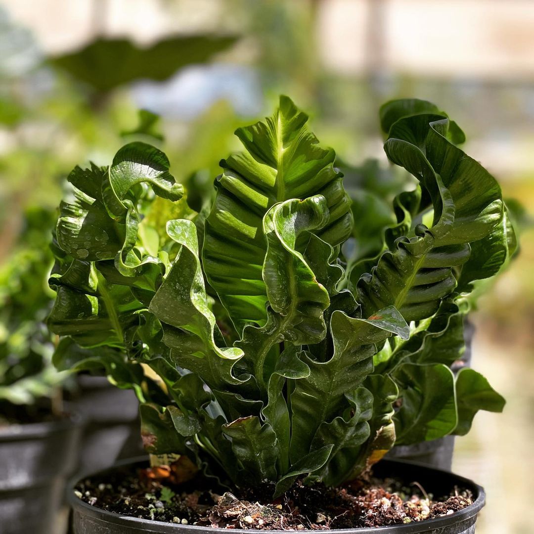 Crispy Wave Fern: How Much Water & Light Does it Need to Thrive?