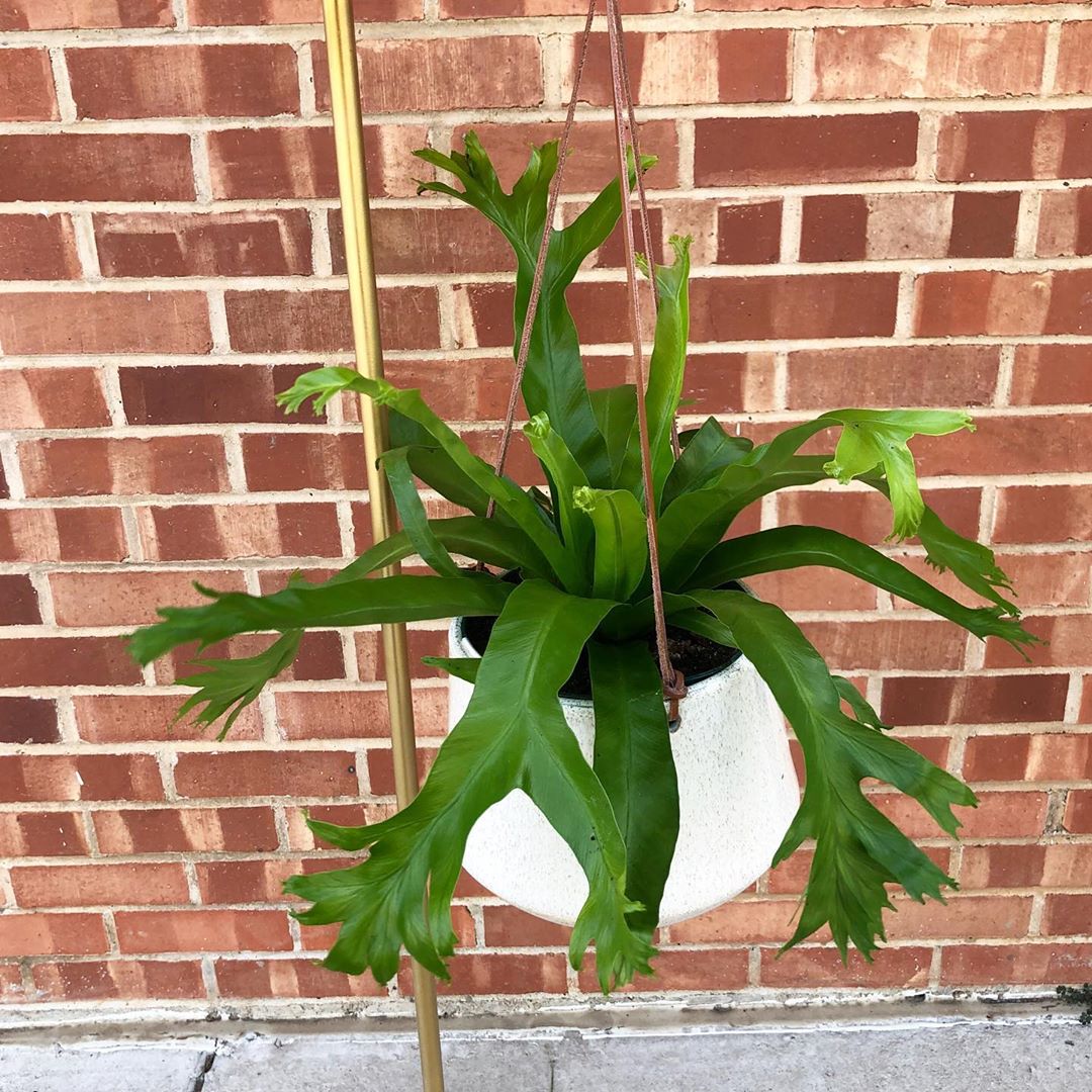 Photo of the plant species Chrissy Fern on Greg, the plant care app