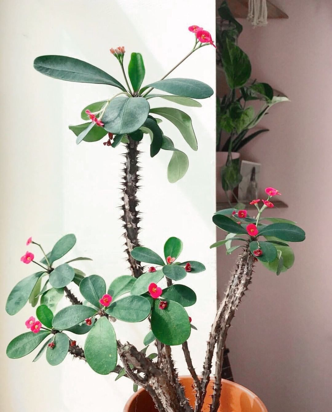 Photo of the plant species Crown of Thorns on Greg, the plant care app