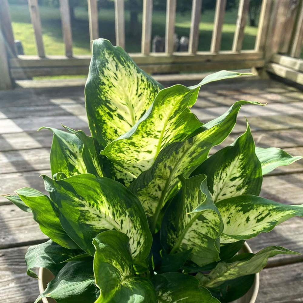 Photo of the plant species Dieffenbachia 'Compacta' on Greg, the plant care app