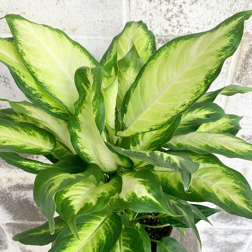 Photo of the plant species Dieffenbachia 'Camille' on Greg, the plant care app