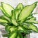 Calculate water needs of Dieffenbachia 'Camille'