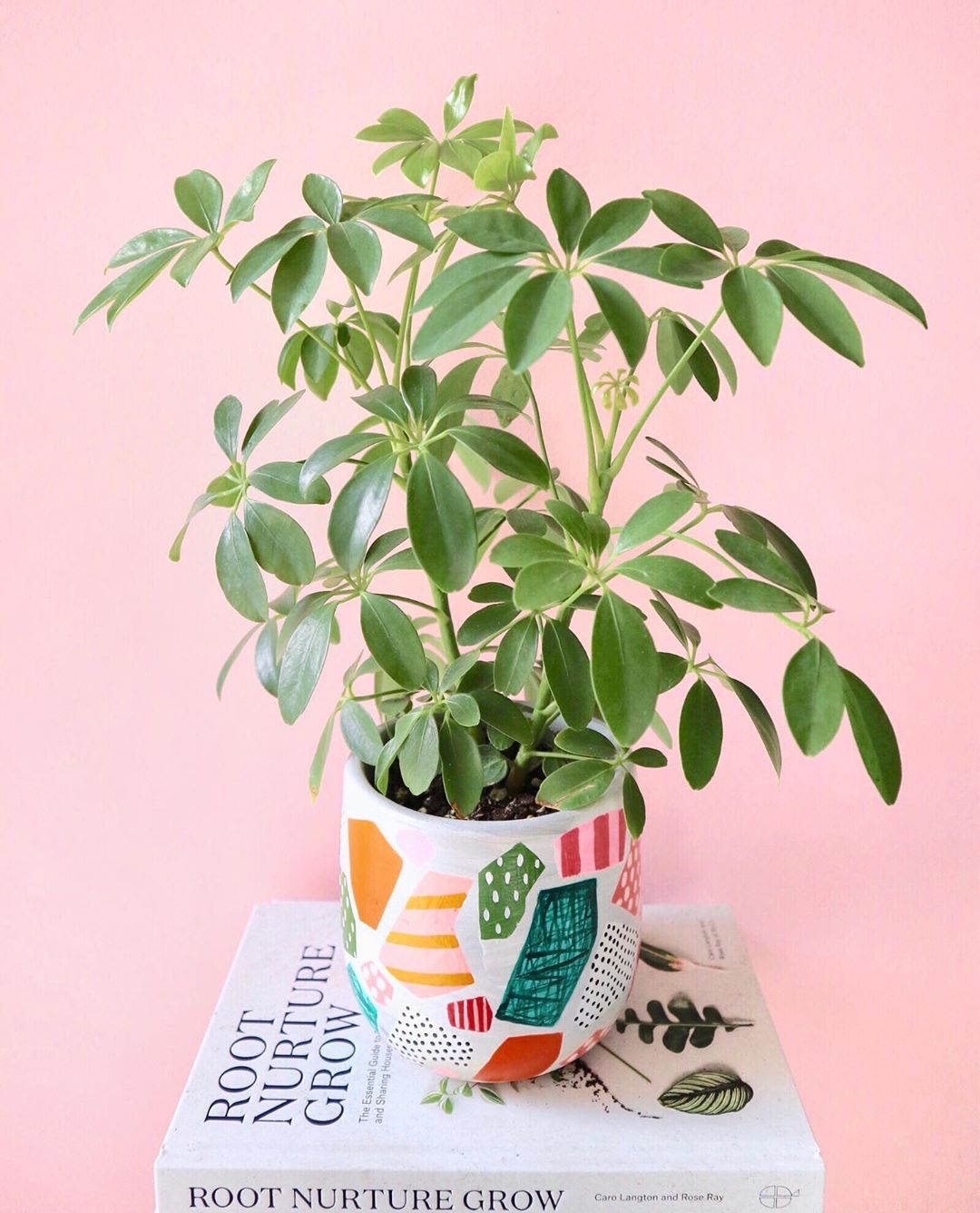 Plant care for Bamboo Orchid on Greg, the plant care app