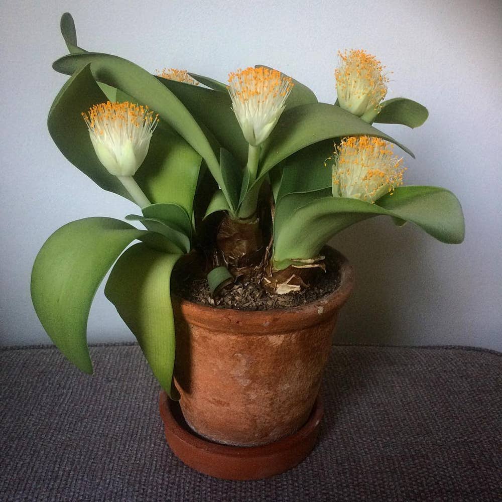 Photo of the plant species Haemanthus Albiflos on Greg, the plant care app