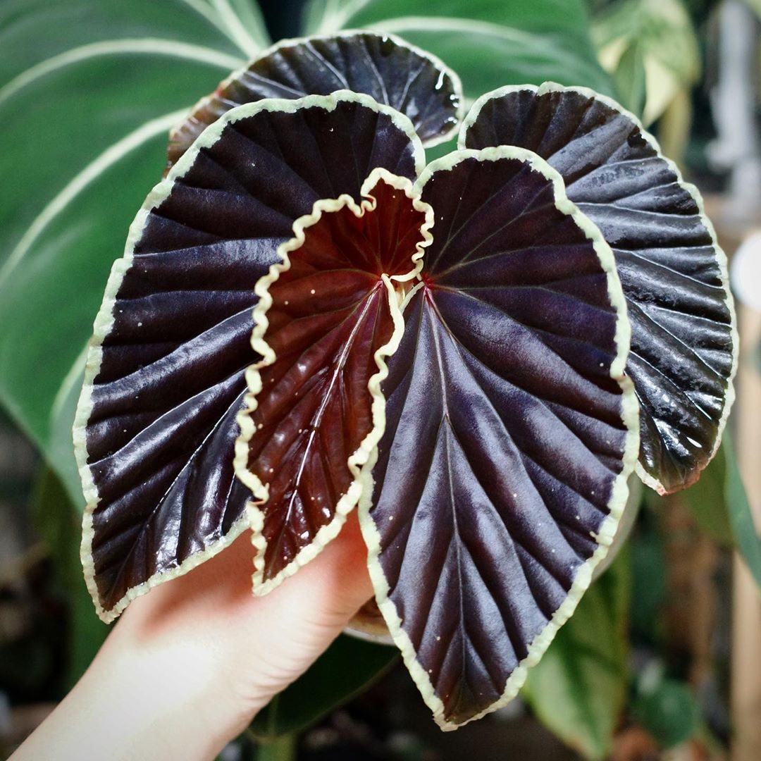 Photo of the plant species Darth Vader Begonia on Greg, the plant care app