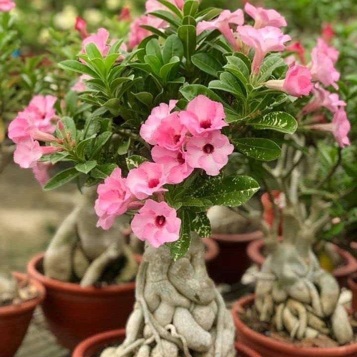 Desert Rose Plant Plant Care: Water, Light, Nutrients