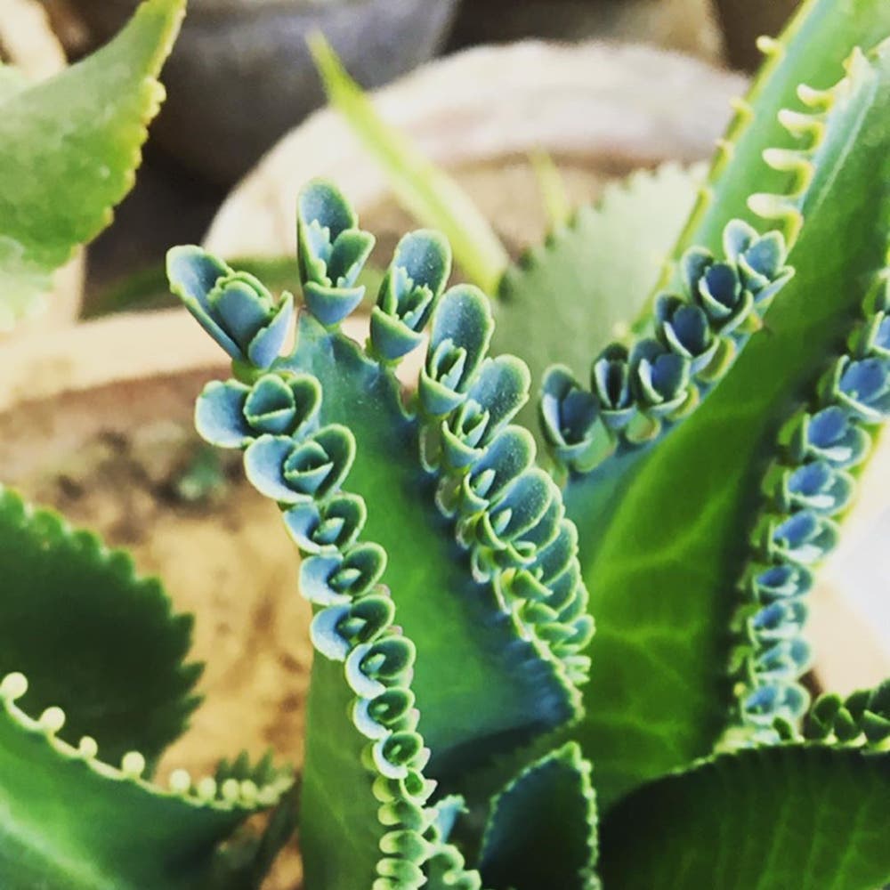 Photo of the plant species Mother of Thousands on Greg, the plant care app