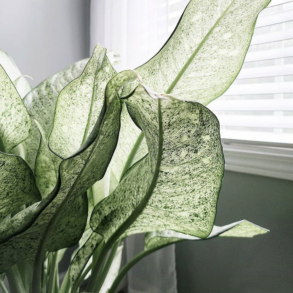 Photo of the plant species Dieffenbachia 'Camouflage' on Greg, the plant care app