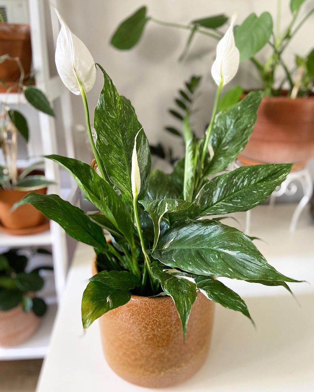 Photo of the plant species Domino Peace Lily on Greg, the plant care app