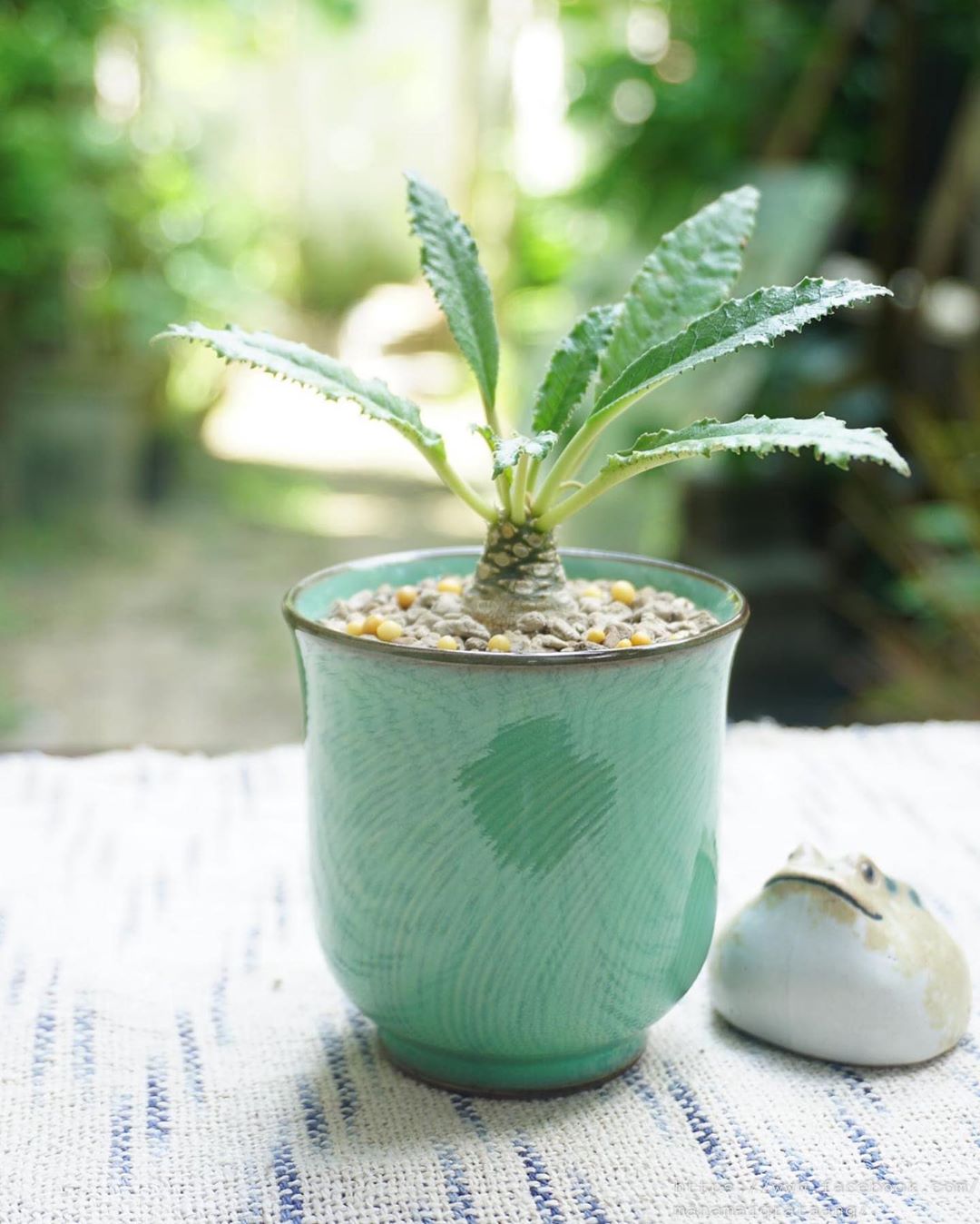 Photo of the plant species Dorstenia foetida ssp. lancifolia on Greg, the plant care app