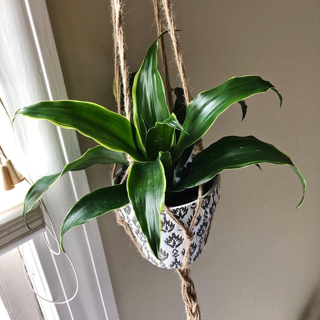 Dracaena Dorado Care 101 Water, Light & Growing Tips