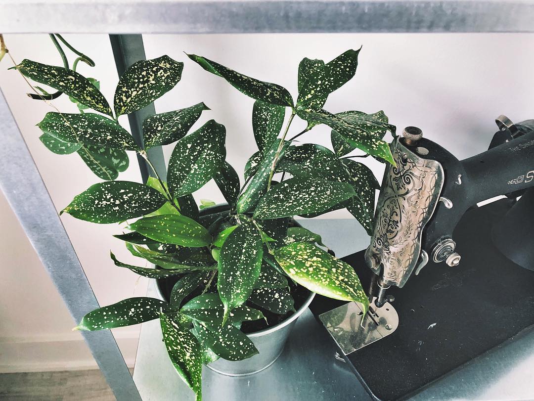 Photo of the plant species Dracaena 'Florida Beauty' on Greg, the plant care app