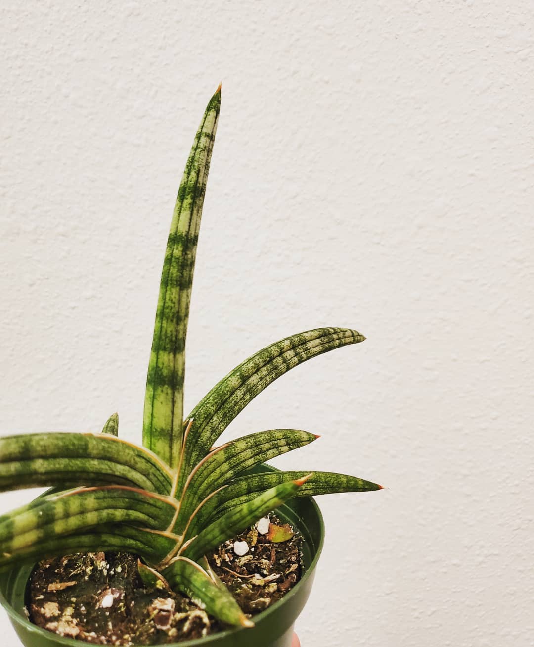 Photo of the plant species Dracaena suffruticosa on Greg, the plant care app