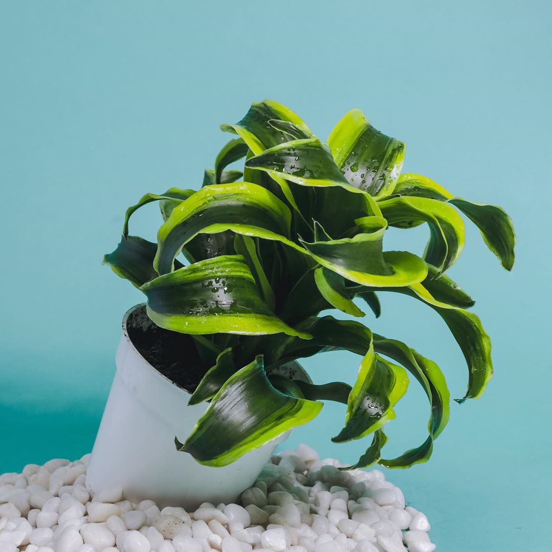 Photo of the plant species Dracaena 'Tornado' on Greg, the plant care app