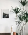 Plant care for lemon verbena on Greg, the plant care app