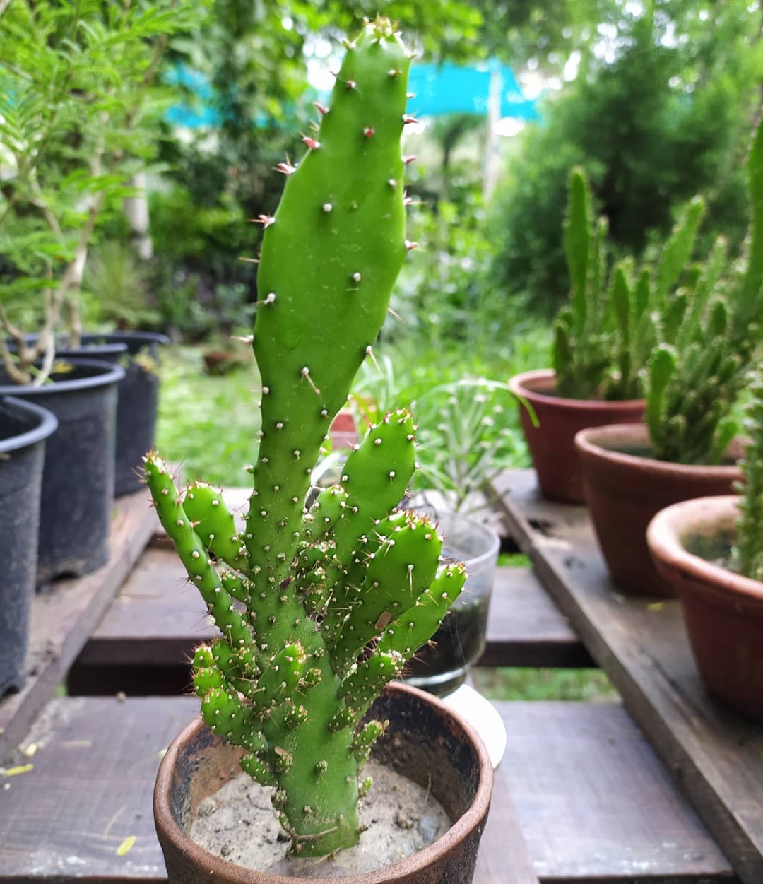 why is my prickly pear cactus drooping
