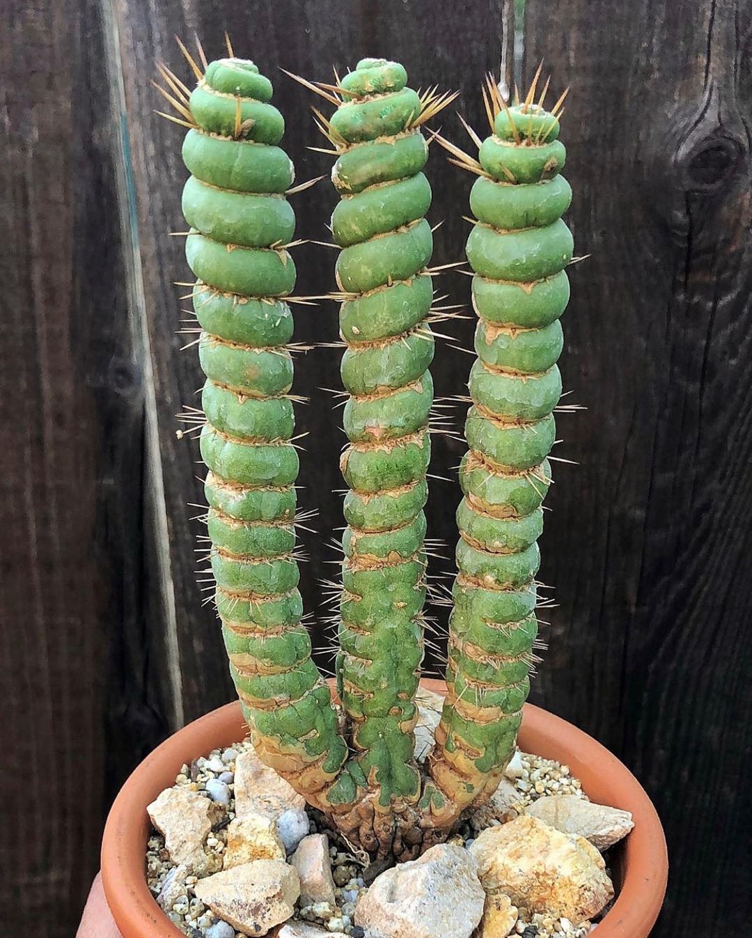 Photo of the plant species Eulychnia castanea var. varispiralis on Greg, the plant care app