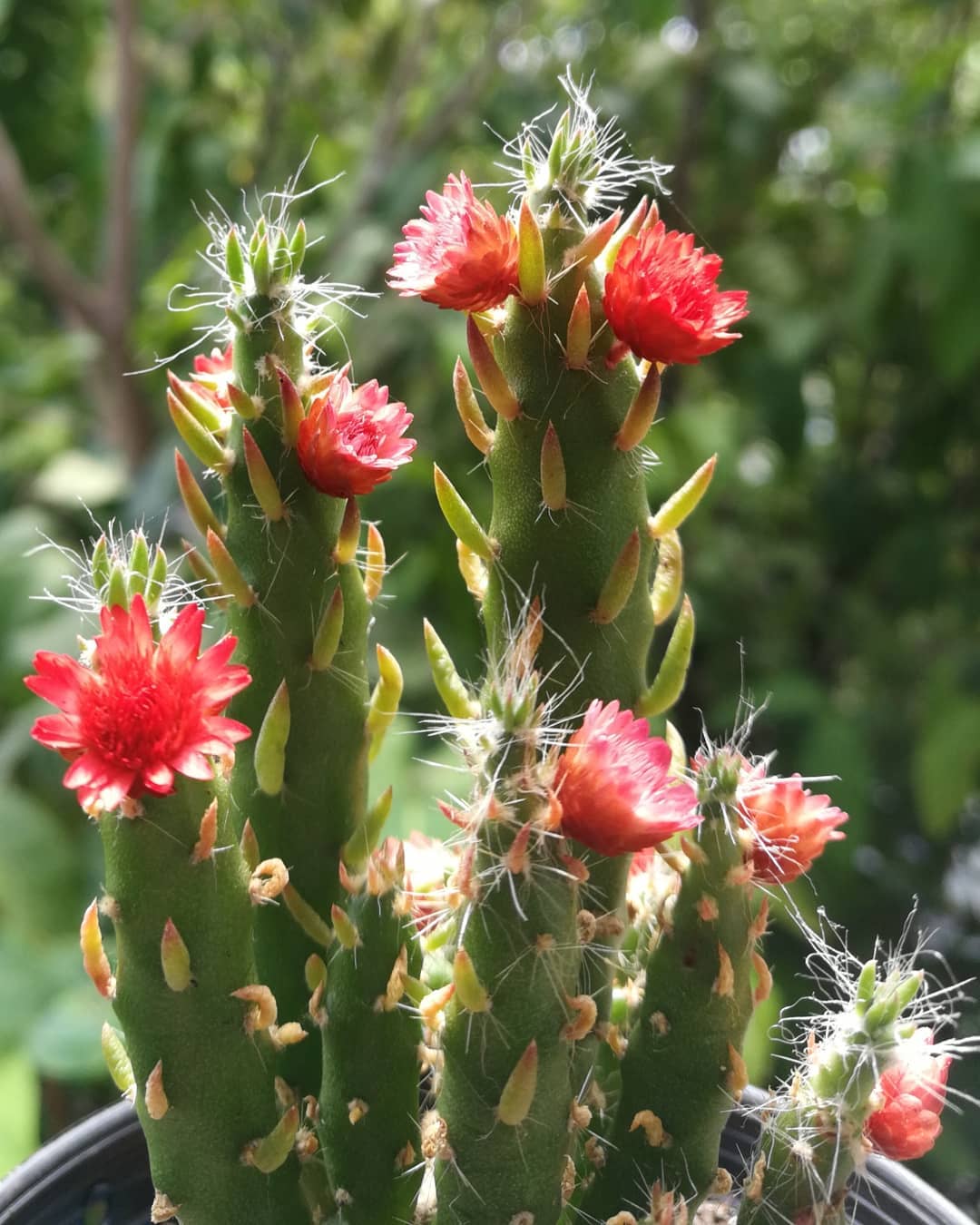 How to Care for Eve's Needle Cactus Mastering Water, Sunlight & More