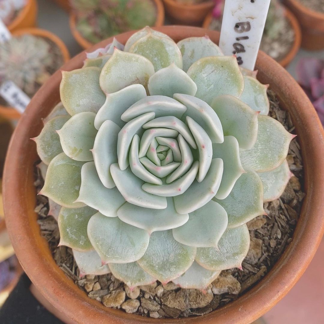 Photo of the plant species Echeveria 'Fleur Blanc' on Greg, the plant care app