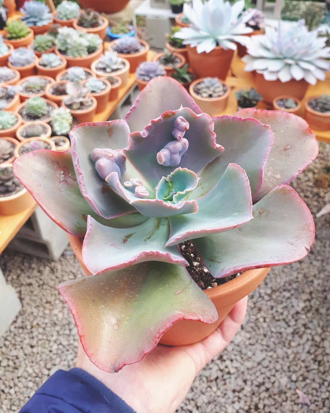 Photo of the plant species Echeveria Gibbiflora on Greg, the plant care app