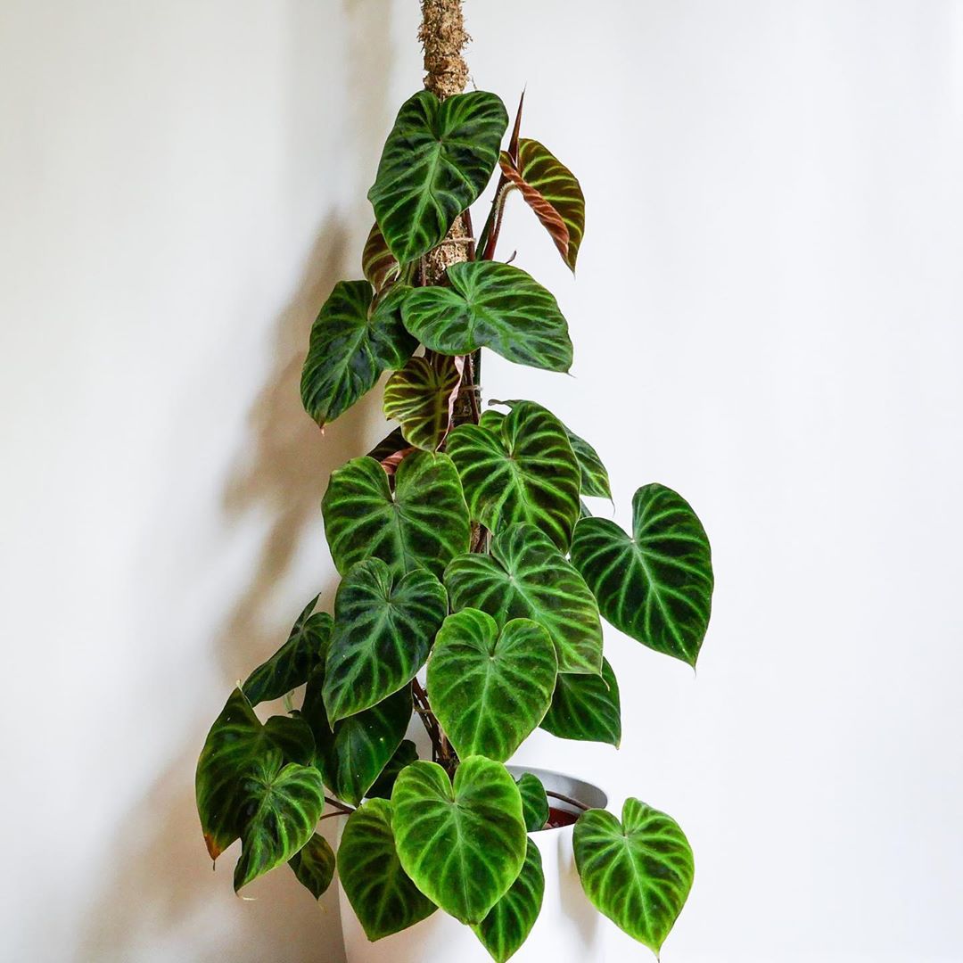 Photo of the plant species Ecuador Philodendron on Greg, the plant care app