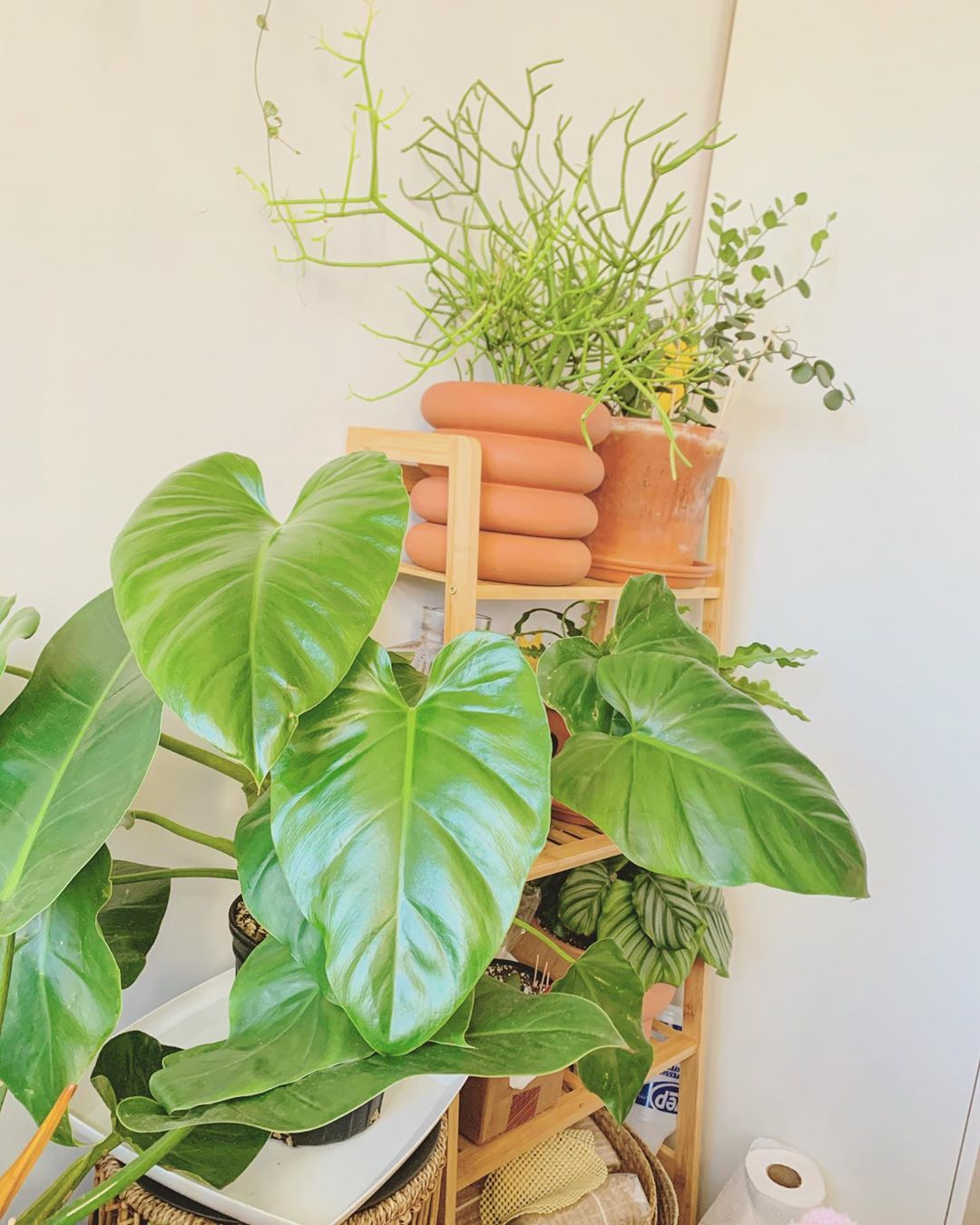 The Complete Elephant Ear Philodendron Plant Care Guide Water, Light