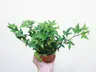 Plant care for lemon verbena on Greg, the plant care app