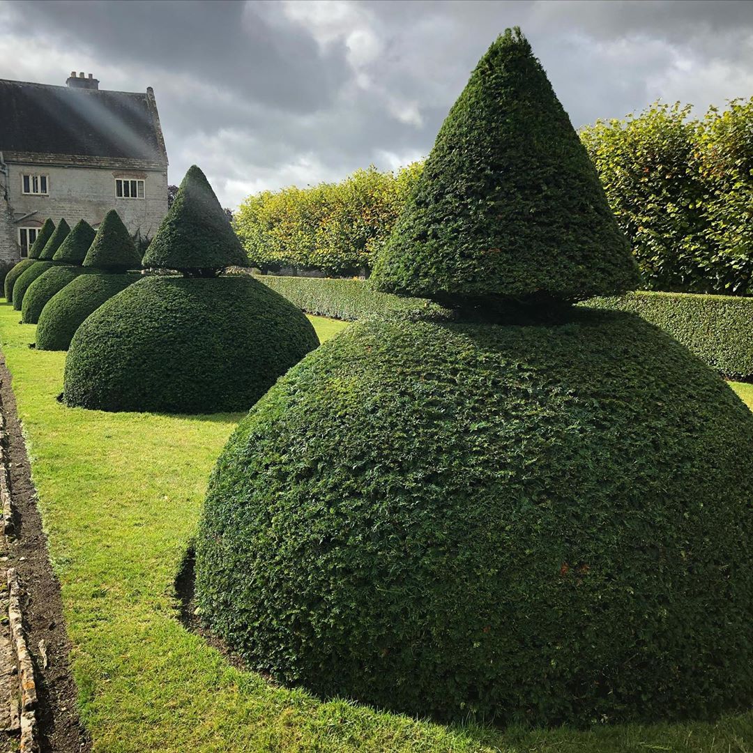 Photo of the plant species English Yew on Greg, the plant care app