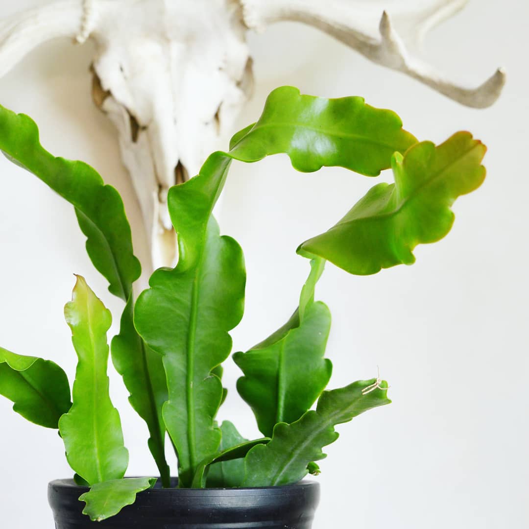 Photo of the plant species Epiphyllum 'Beavertail' on Greg, the plant care app