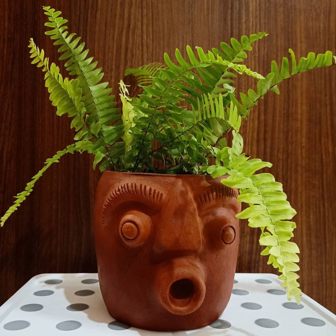 caring for an nephrolepis cordifolia