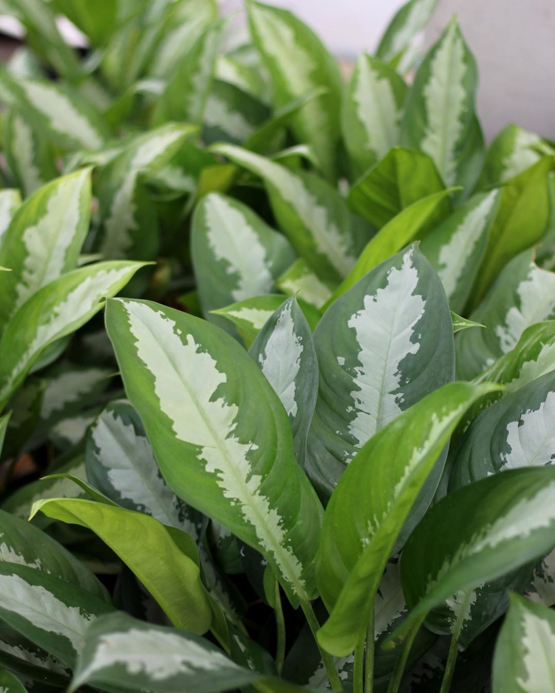 Plant care for Aglaonema commutatum 'Red Vein' on Greg, the plant care app