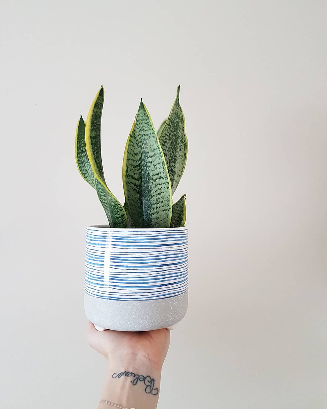 Photo of the plant species Futura Superba Snake Plant on Greg, the plant care app