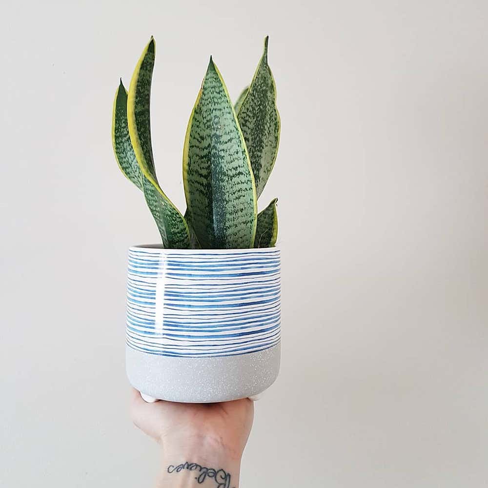 Photo of the plant species Futura Superba Snake Plant on Greg, the plant care app