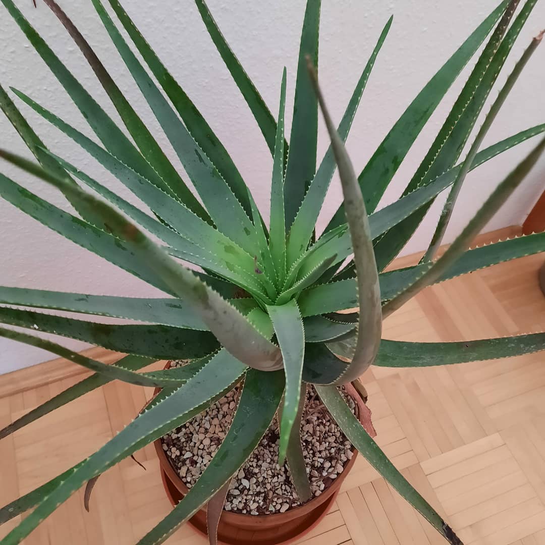 Photo of the plant species Fynbos aloe on Greg, the plant care app