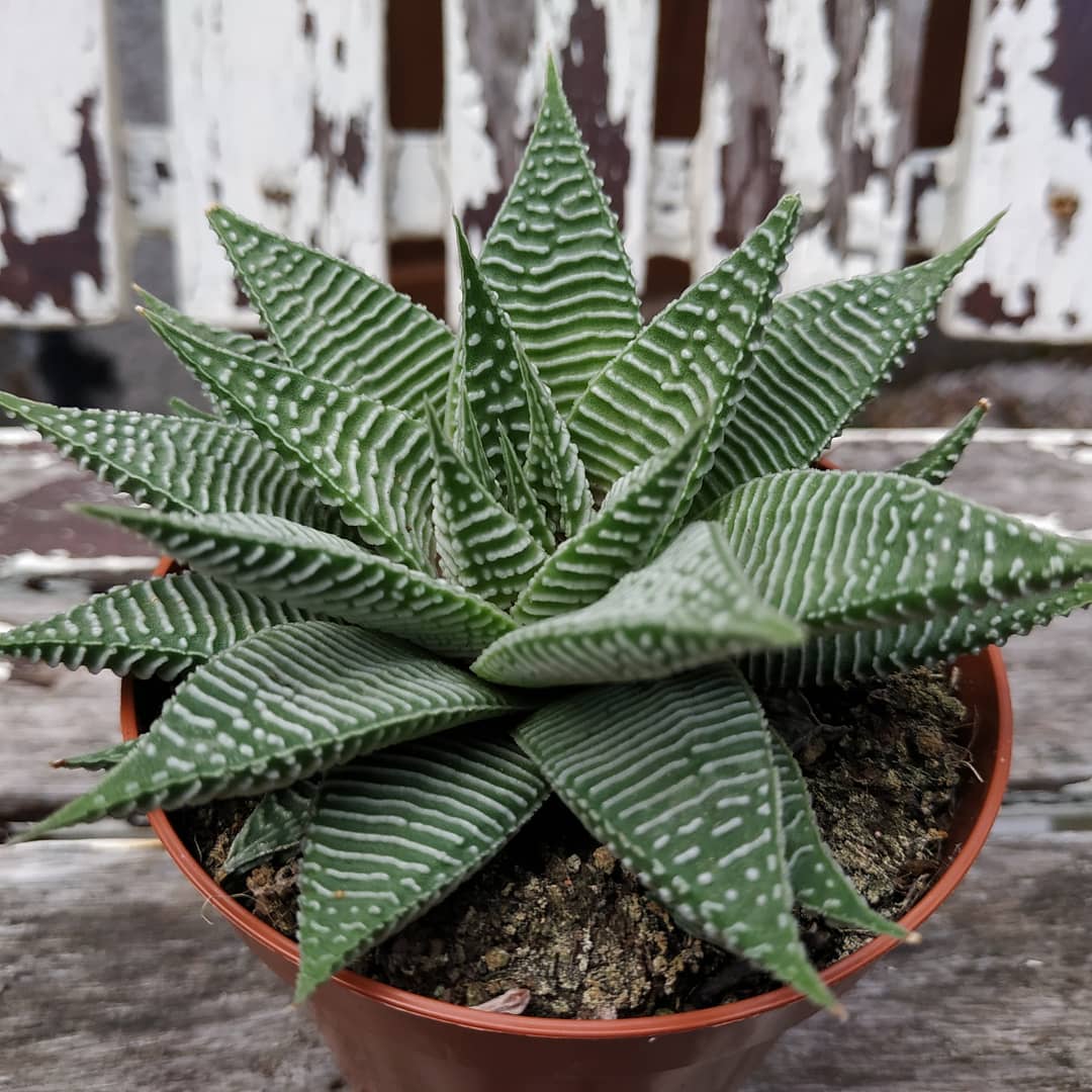 Fairy Washboard Plant Care Water, Light, Nutrients Greg App 🌱