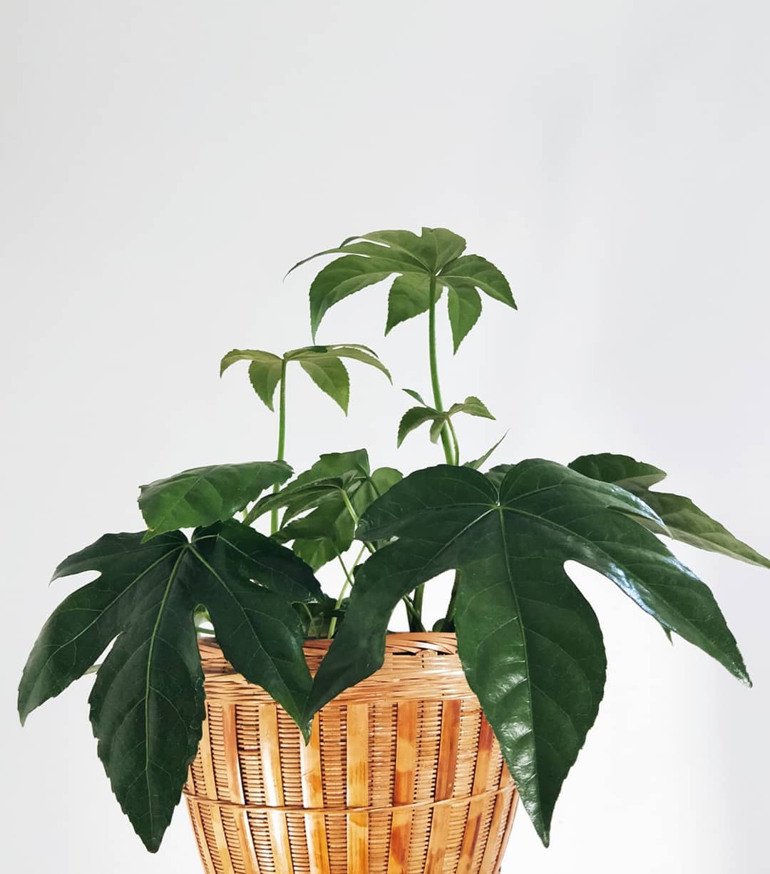Photo of the plant species Fatsia Plant on Greg, the plant care app