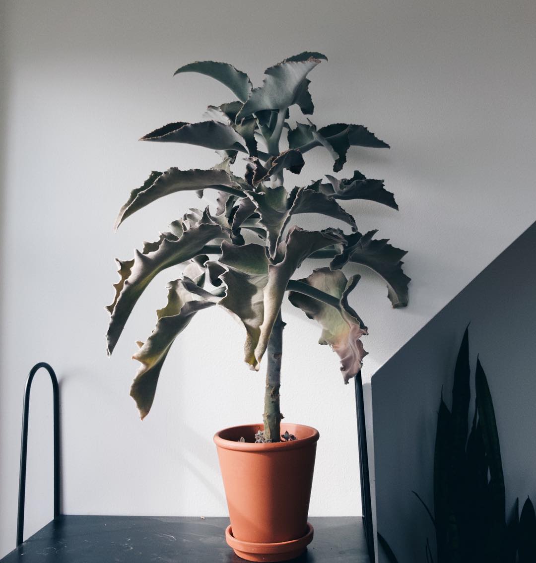 Felt Bush Plant Care Water, Light, Nutrients Greg App 🌱