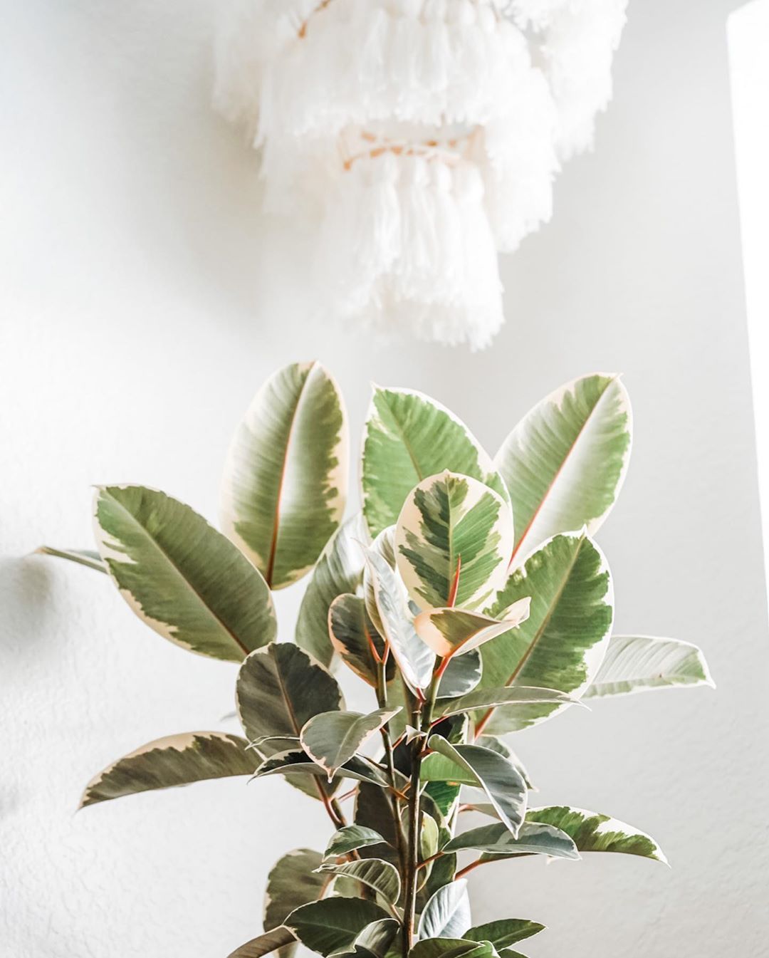 Personalized Ficus Decora Care Water Light Nutrients Greg App