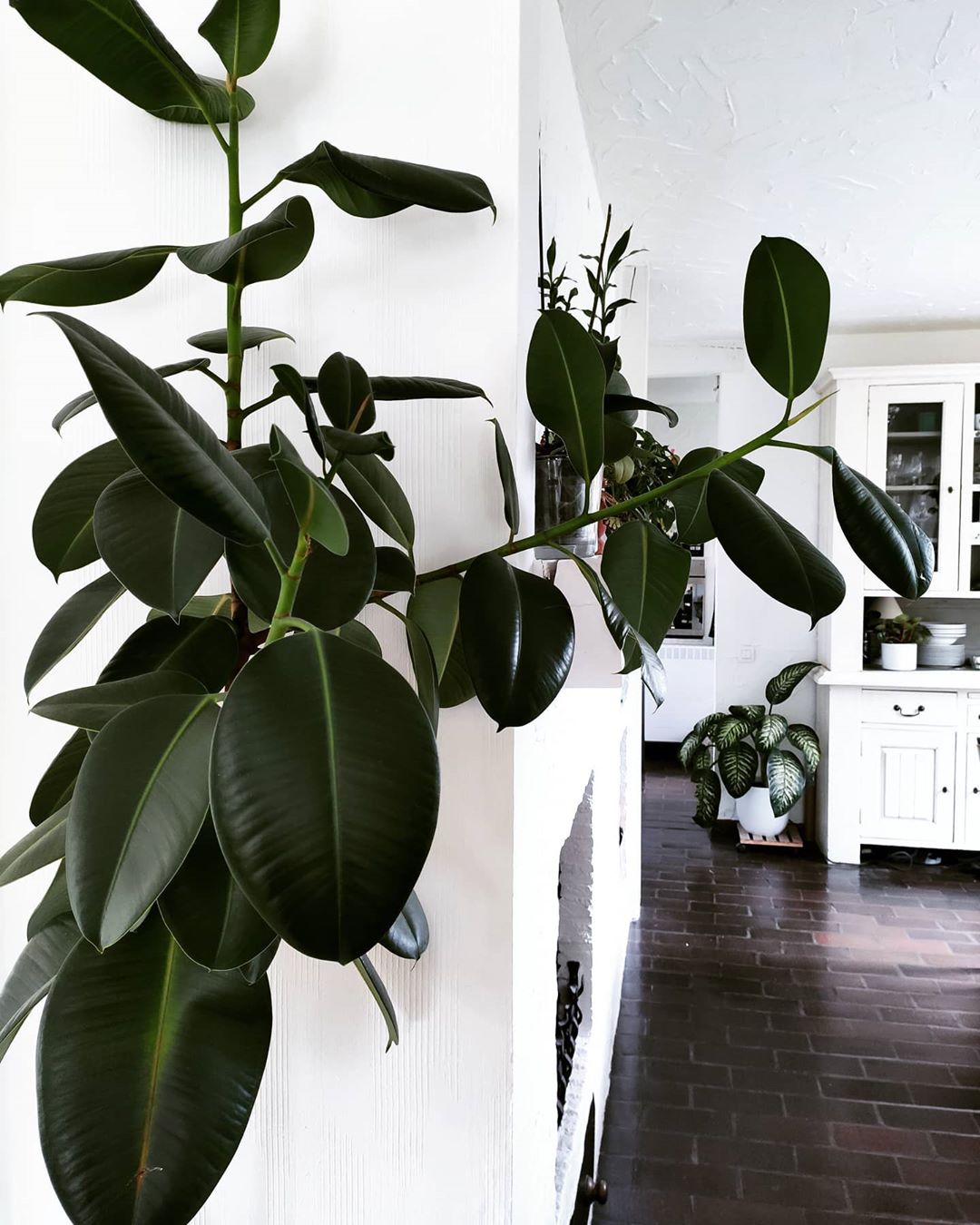 Ficus Robusta How Much Water & Light Does it Need to Thrive?