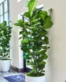 Plant care for Bald Cypress on Greg, the plant care app