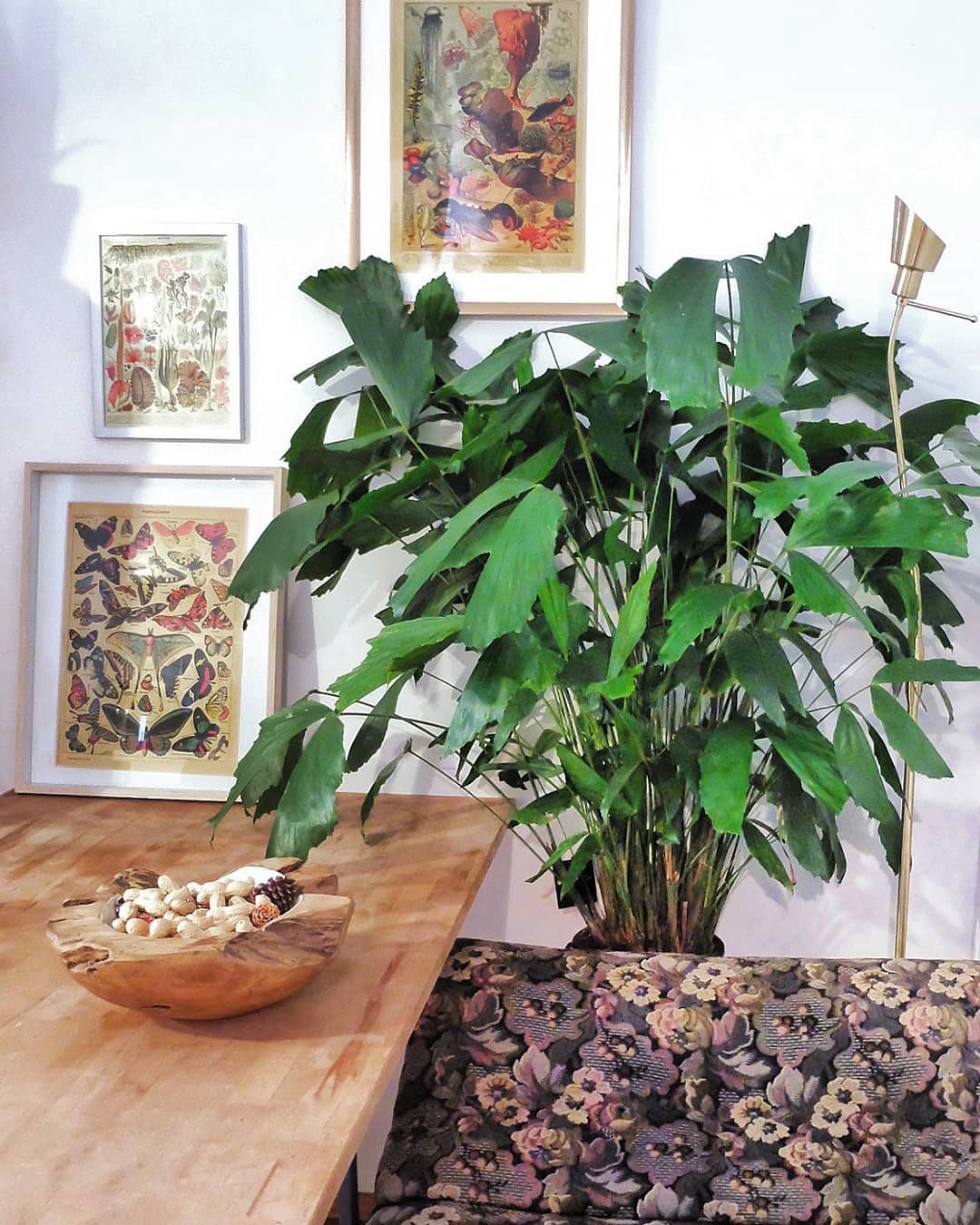 Photo of the plant species Fishtail Palm on Greg, the plant care app