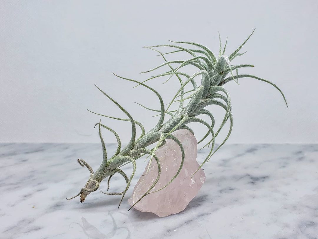 Photo of the plant species Fishbone Air Plant on Greg, the plant care app
