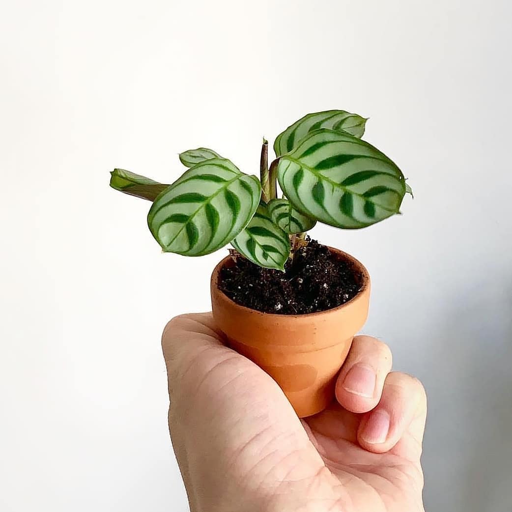 Photo of the plant species Fishbone Prayer Plant on Greg, the plant care app