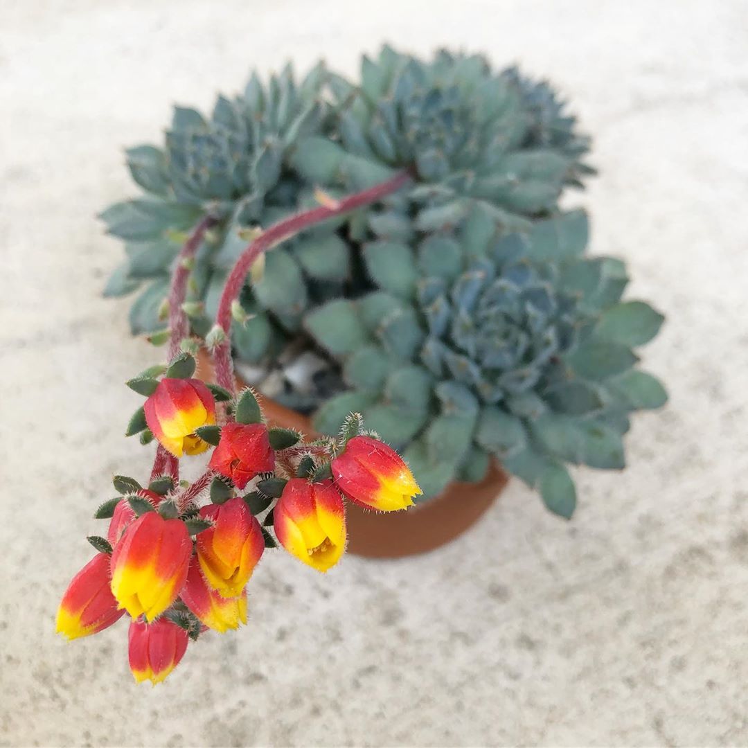 Photo of the plant species Mexican Firecracker on Greg, the plant care app