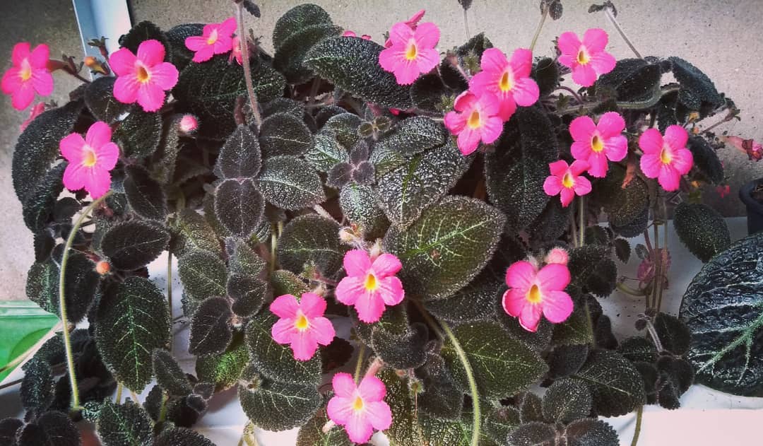 Photo of the plant species Flame Violet on Greg, the plant care app