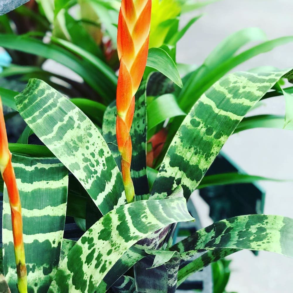 Photo of the plant species Flaming Sword Bromeliad on Greg, the plant care app