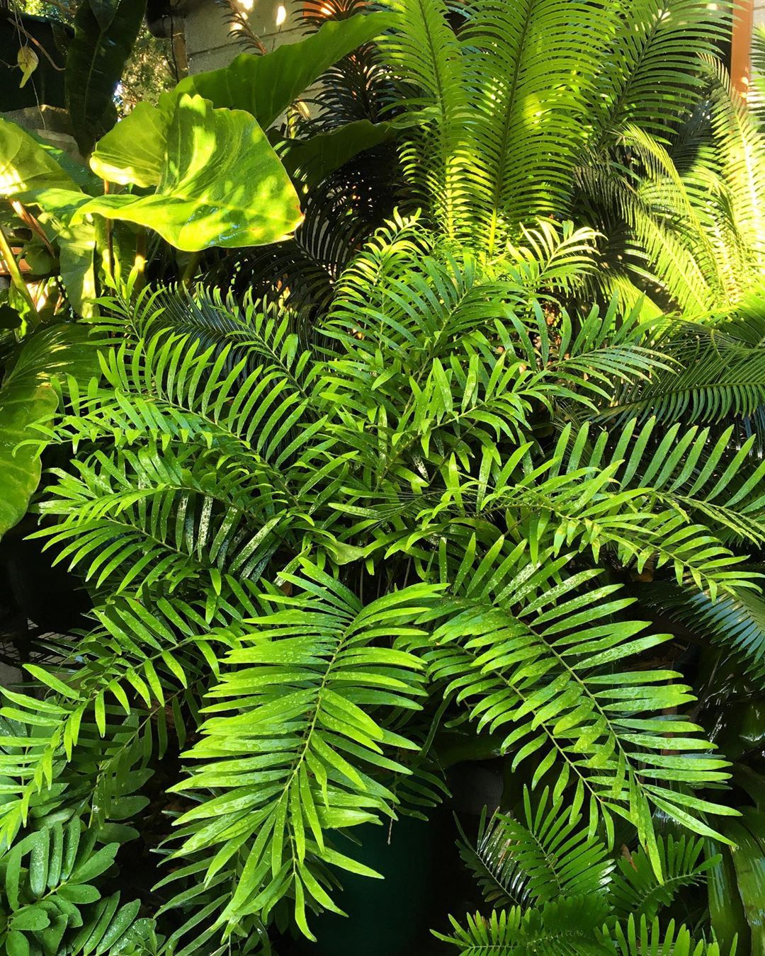 Photo of the plant species Florida Arrowroot on Greg, the plant care app