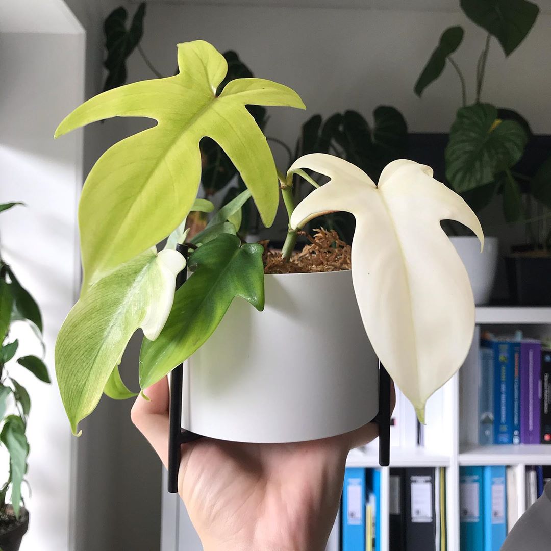 Photo of the plant species Philodendron 'Florida Ghost' on Greg, the plant care app