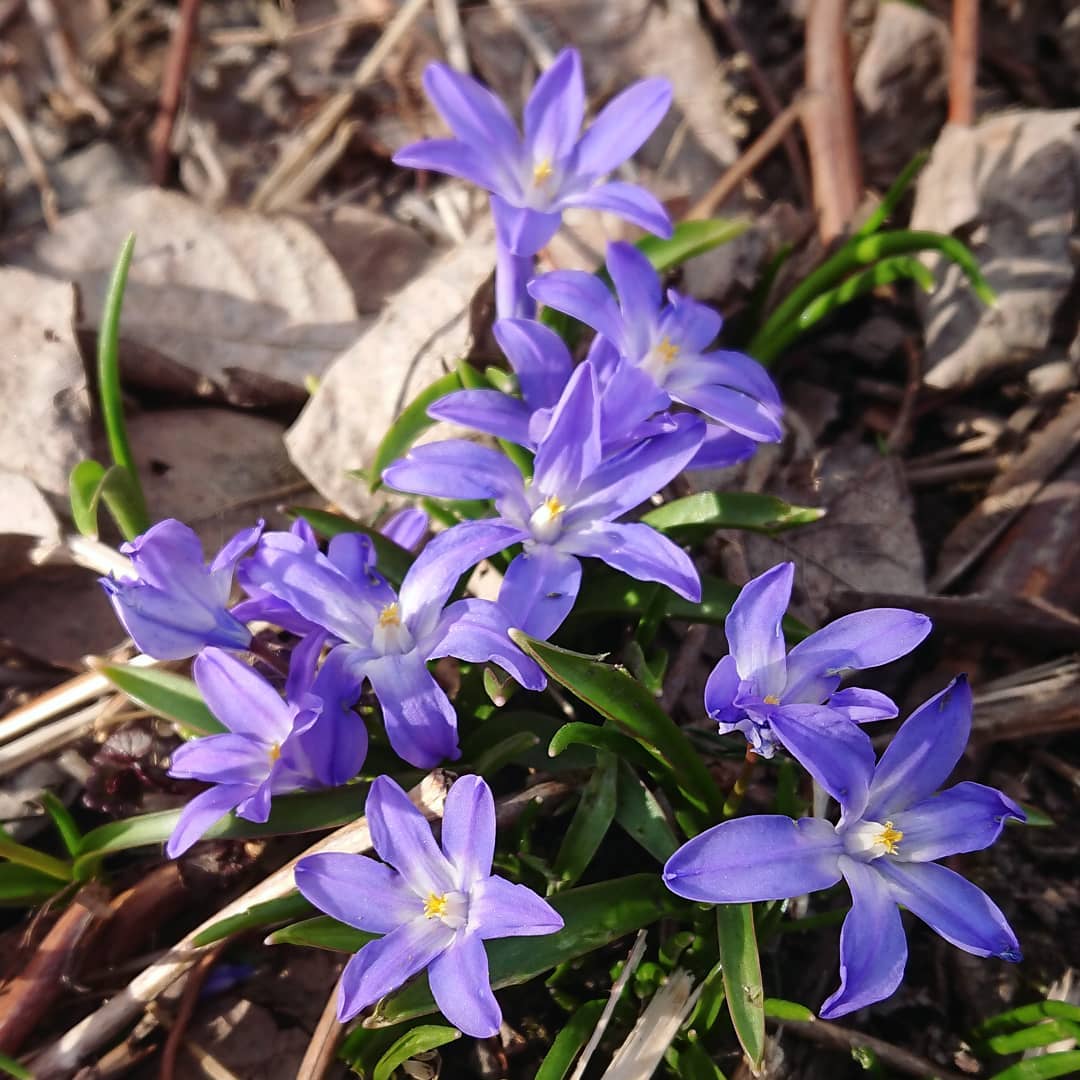 Photo of the plant species Forbes' Glory of the Snow on Greg, the plant care app